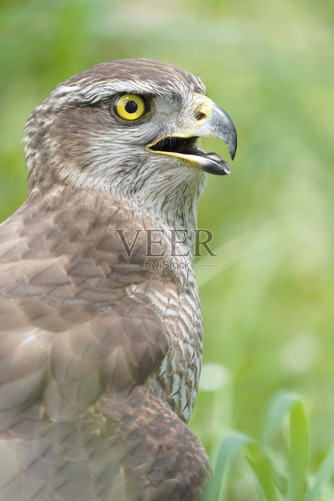 自然界中的野生猎鹰。照片摄影图片