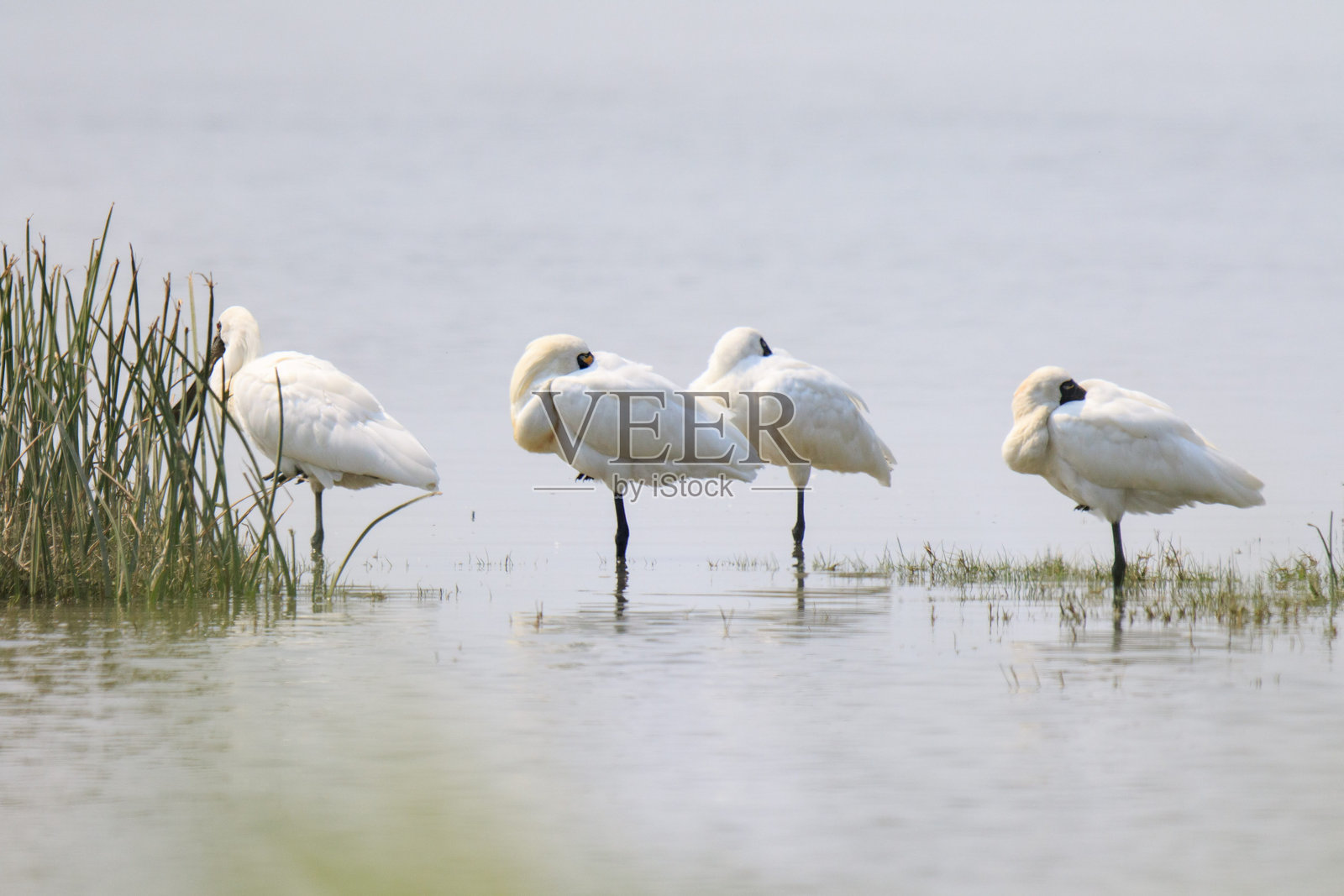一群黑脸琵鹭在水域附近的繁殖羽毛照片摄影图片