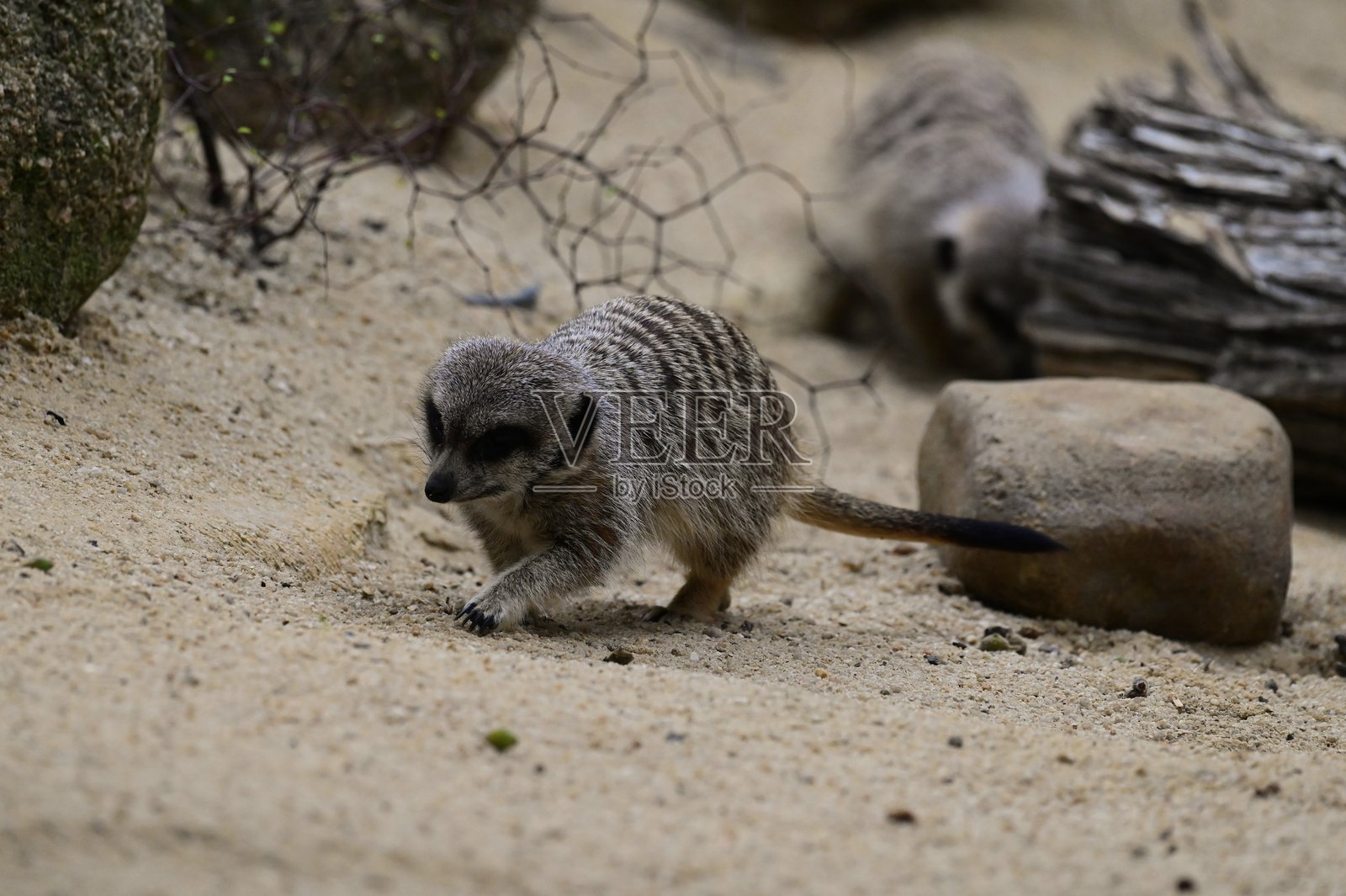 猫鼬照片摄影图片