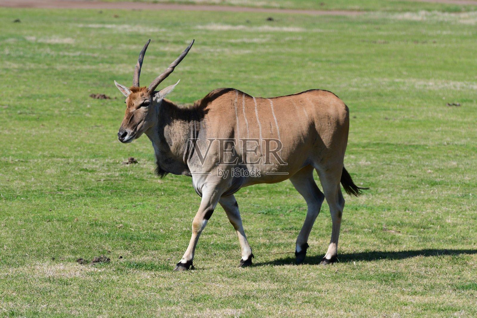 常见的大羚羊照片摄影图片
