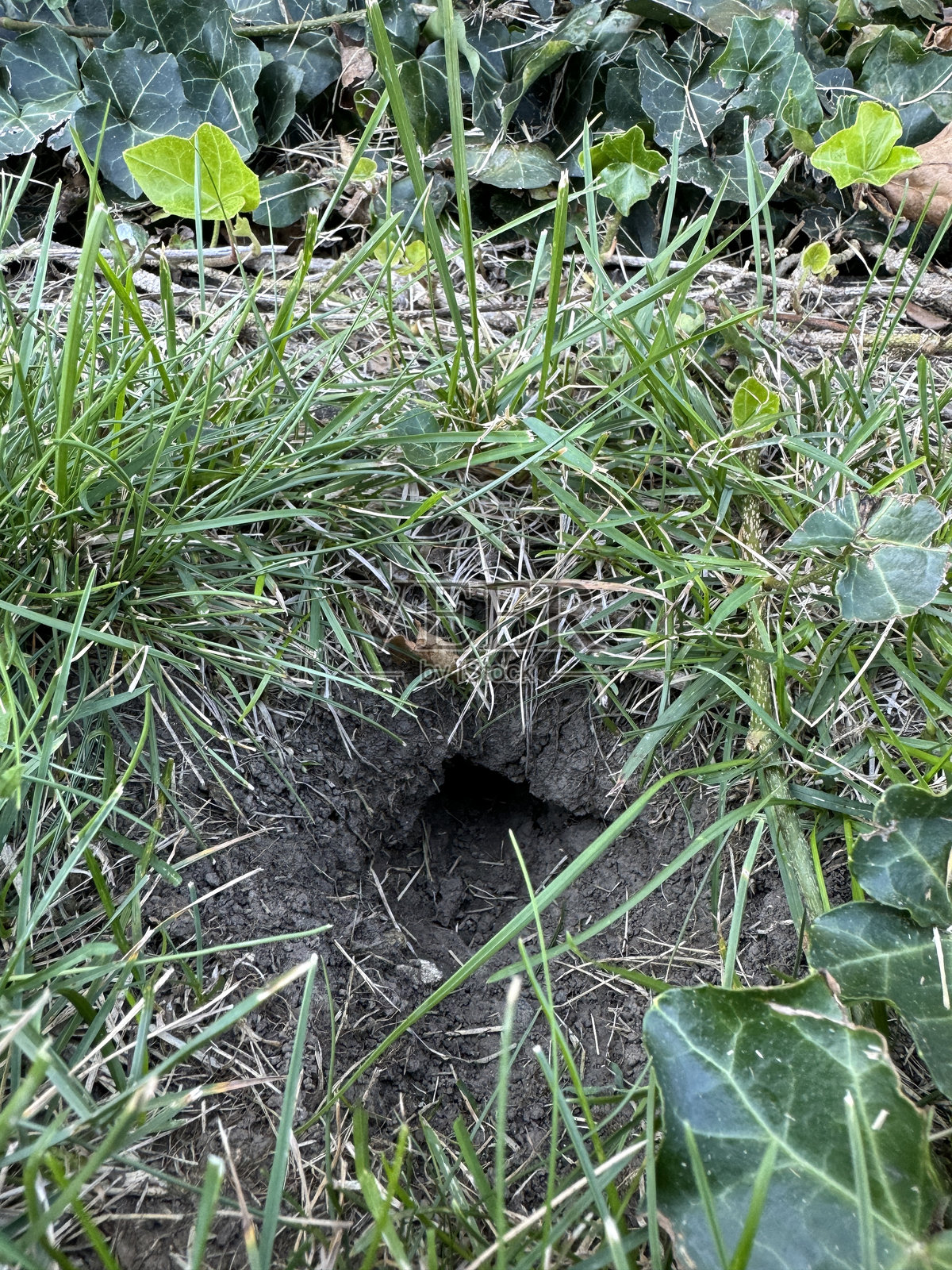 草地上的田鼠洞照片摄影图片