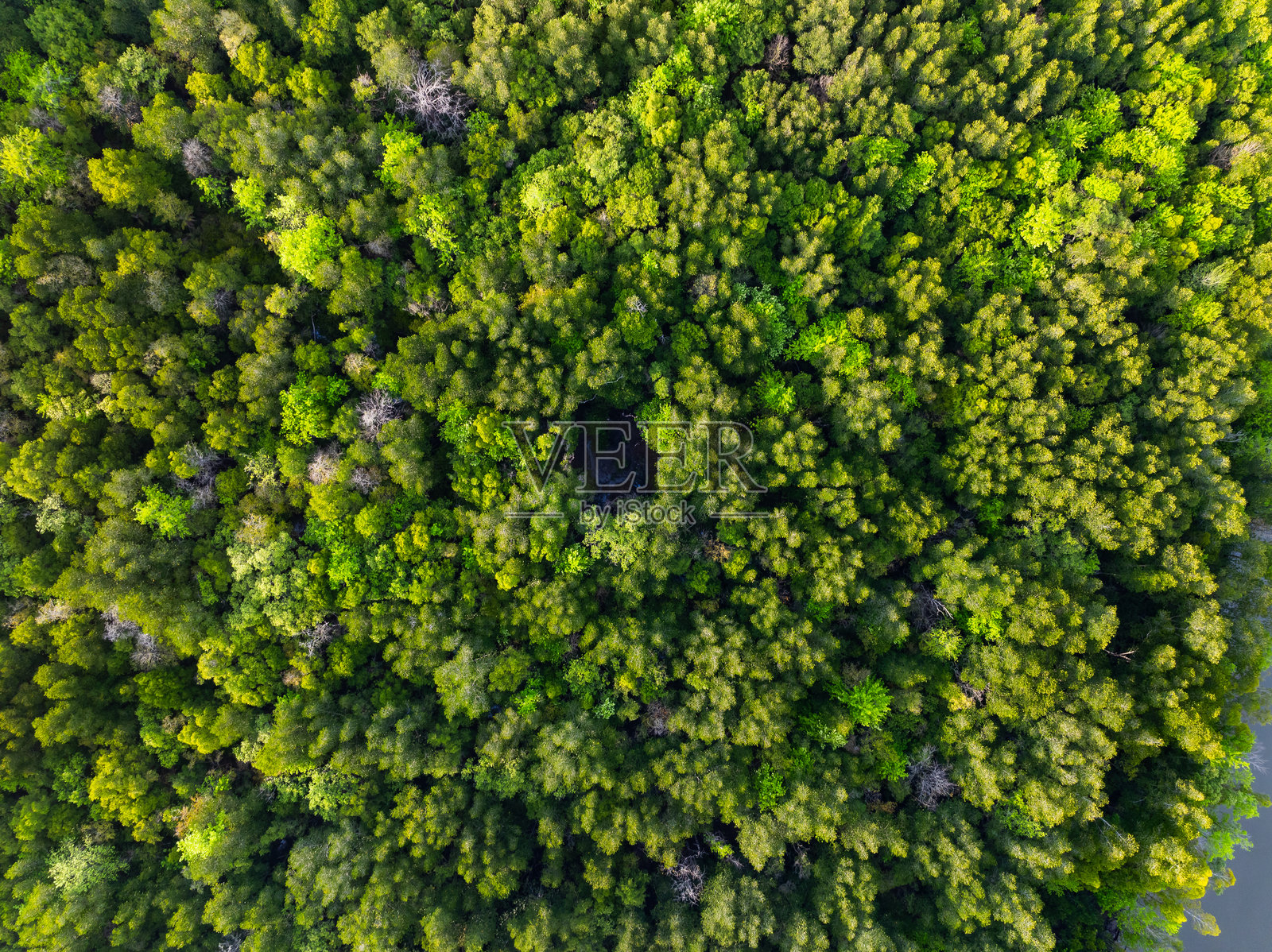 令人惊叹的丰富的红树林，鸟瞰森林树木雨林生态系统和健康的环境背景，绿色树木的纹理森林自上而下，高角度视图照片摄影图片
