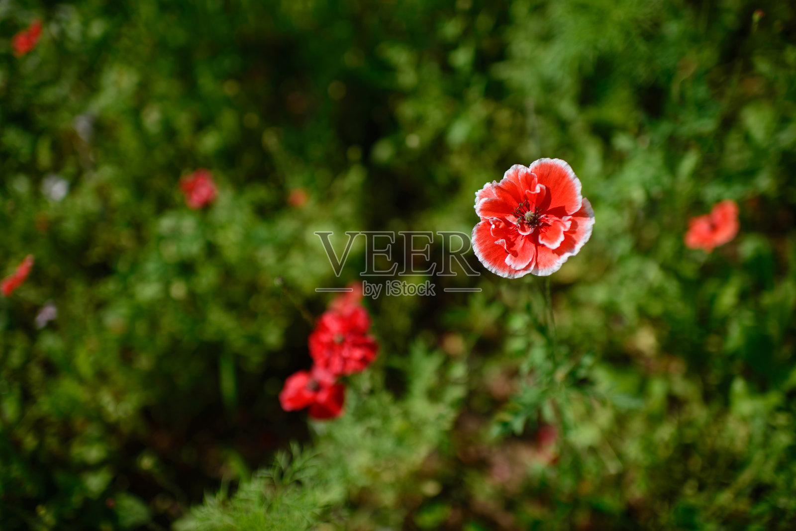 春天，公园里开满了各种各样的花照片摄影图片