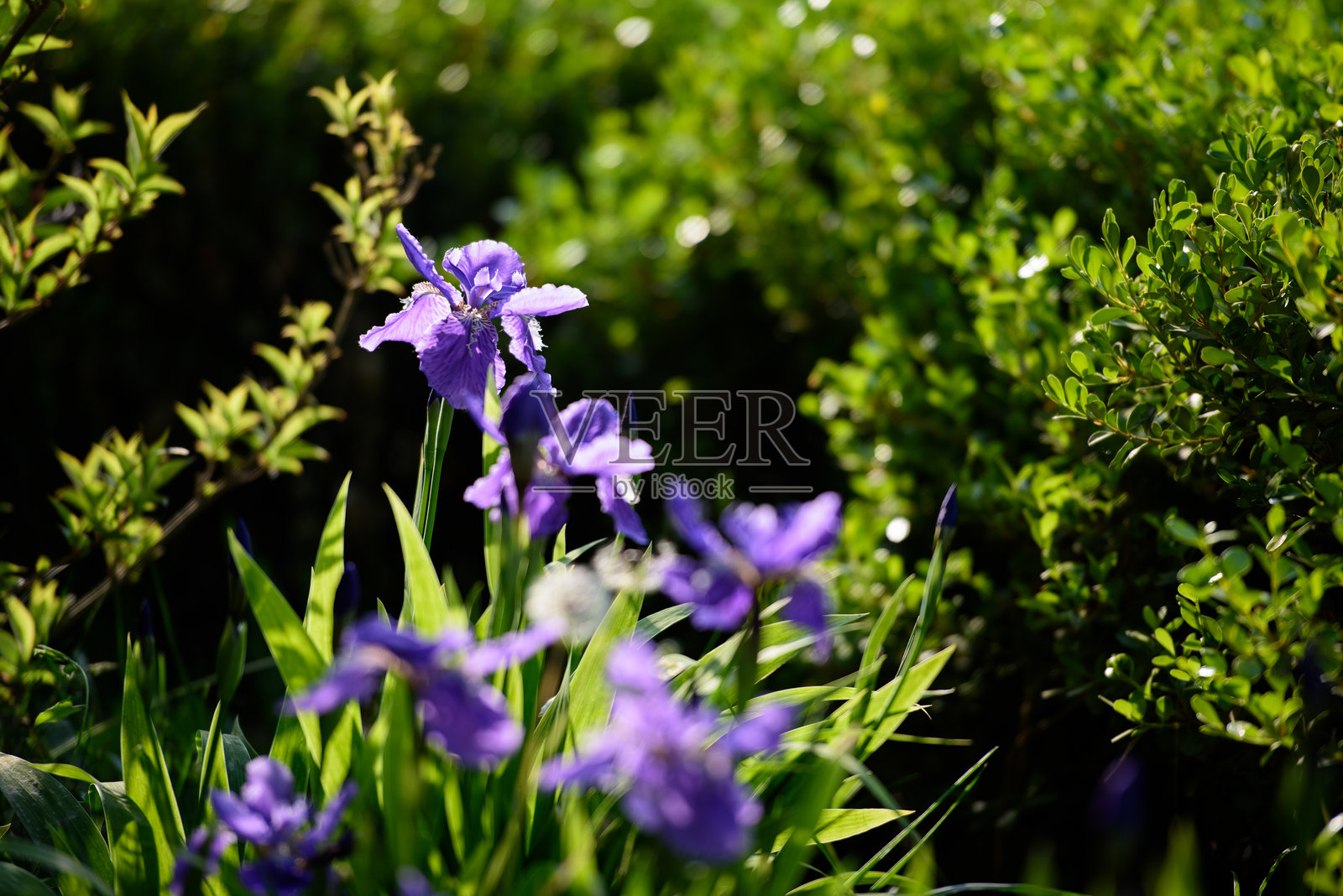 在一个阳光明媚的春日，公园里盛开着马兰花照片摄影图片