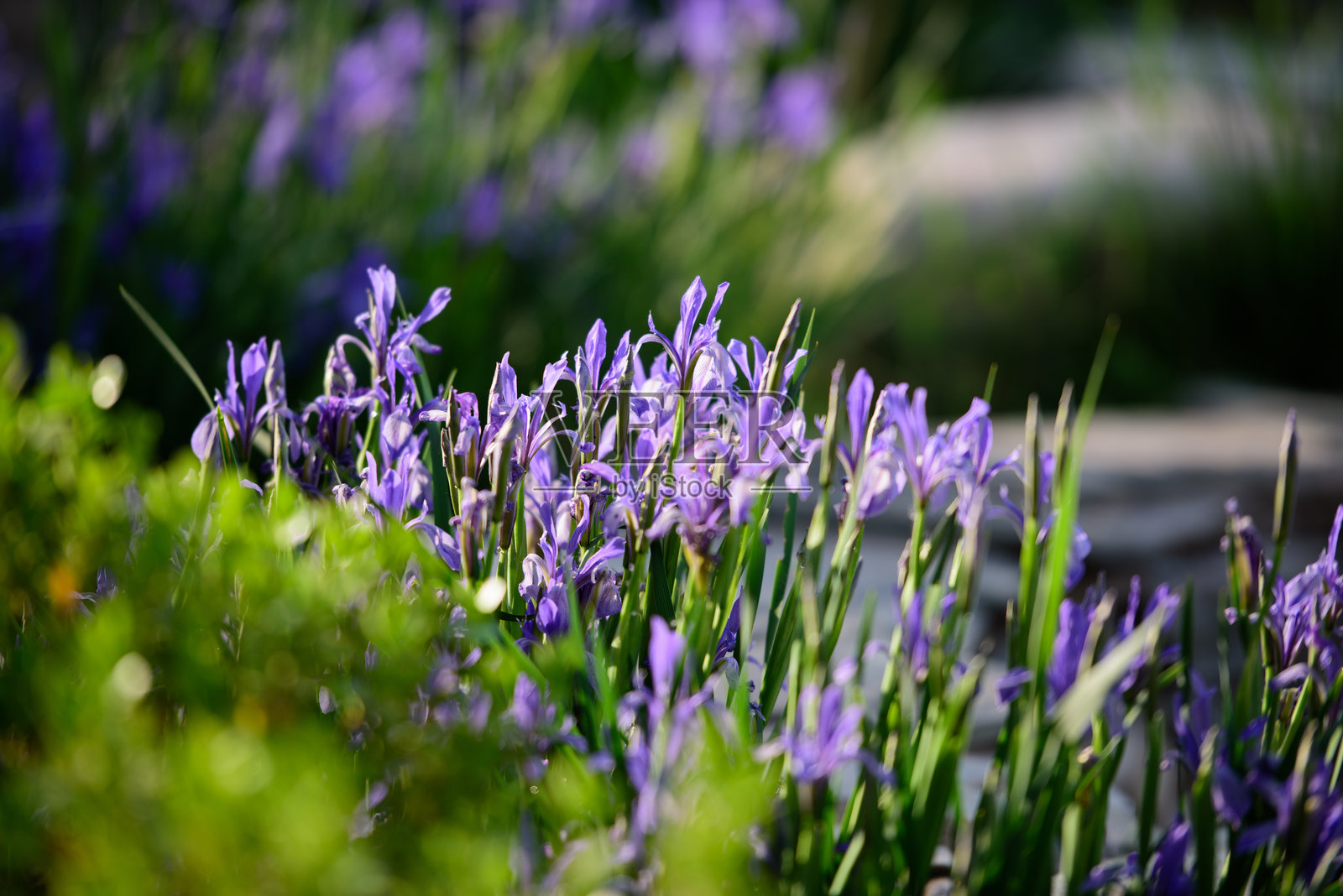 在一个阳光明媚的春日，公园里盛开着马兰花照片摄影图片