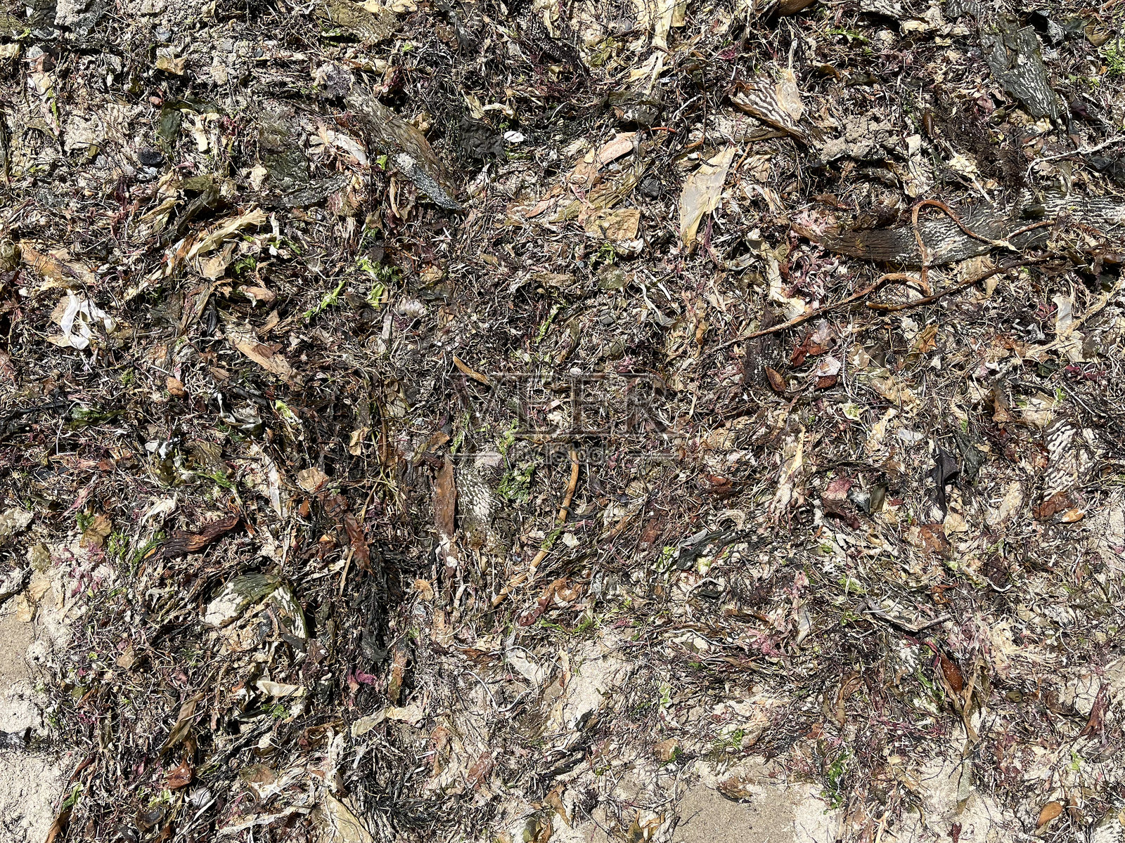 海藻和沙子照片摄影图片