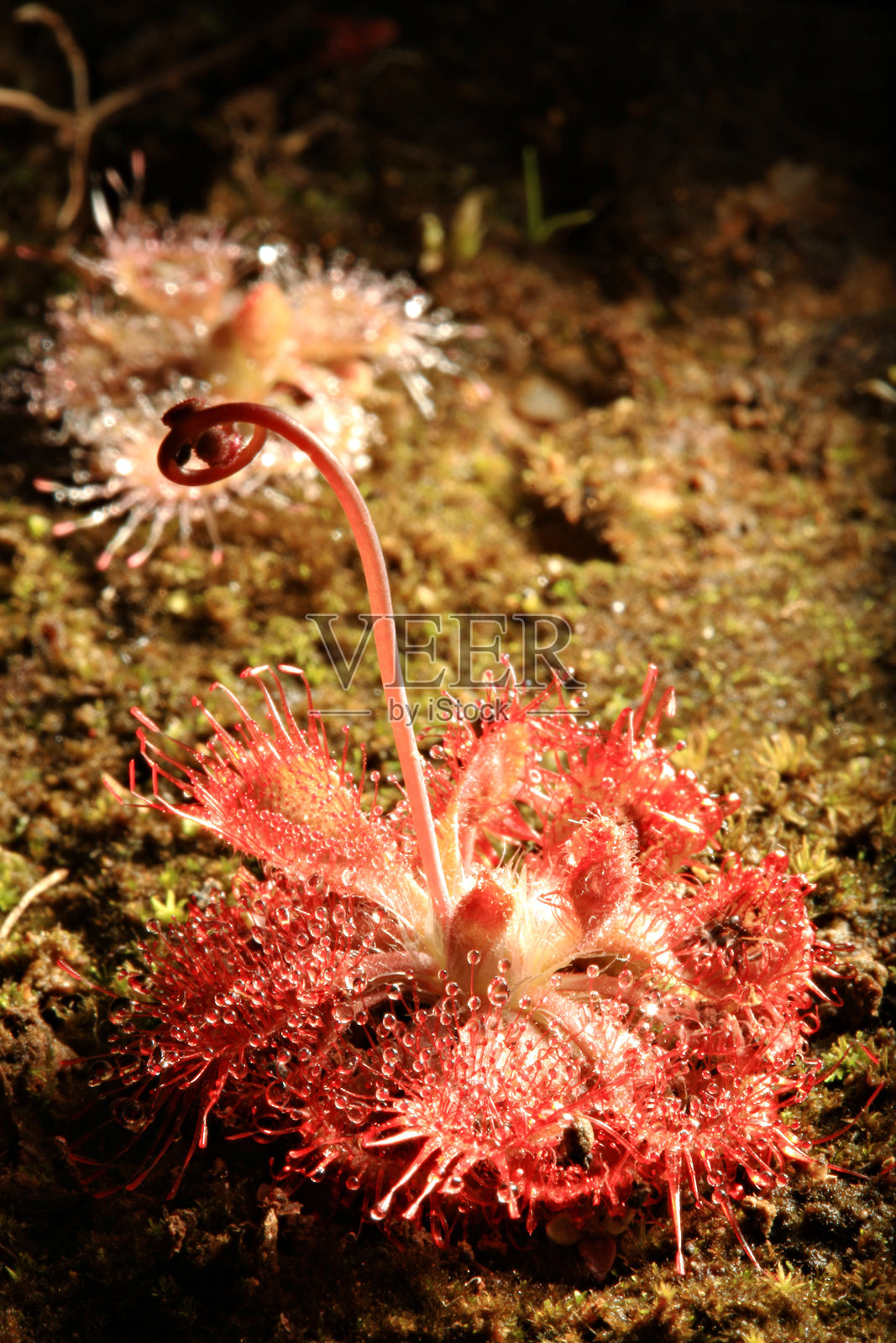 Sundew或Drosera tokaiensis照片摄影图片