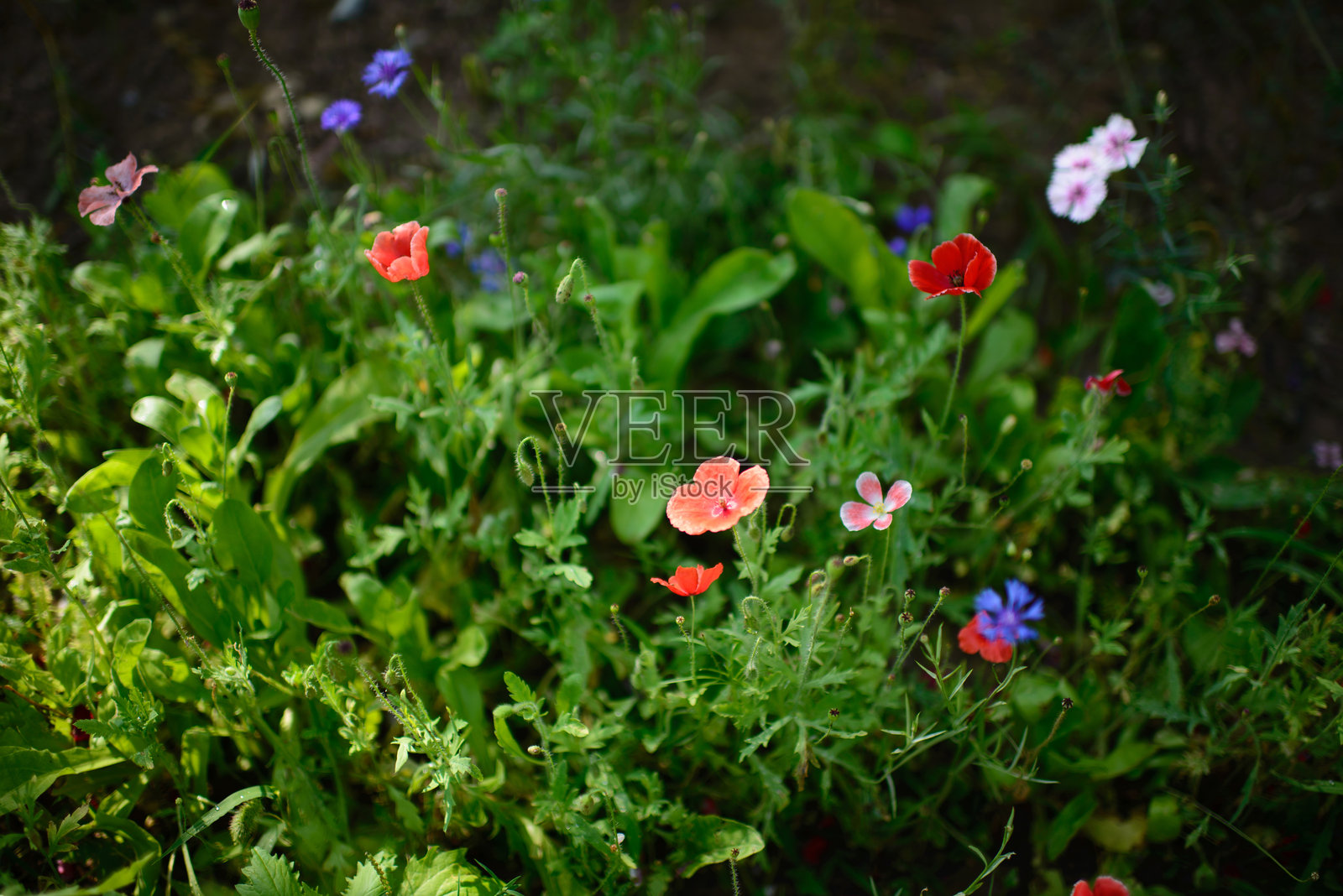 春天，公园里开满了各种各样的花照片摄影图片