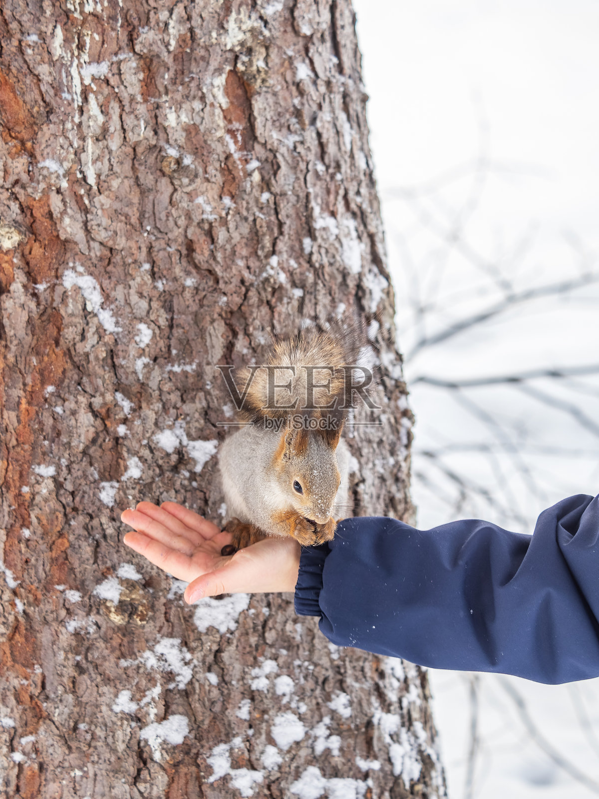 松鼠吃人手里的坚果。在冬季或秋季照顾动物。照片摄影图片