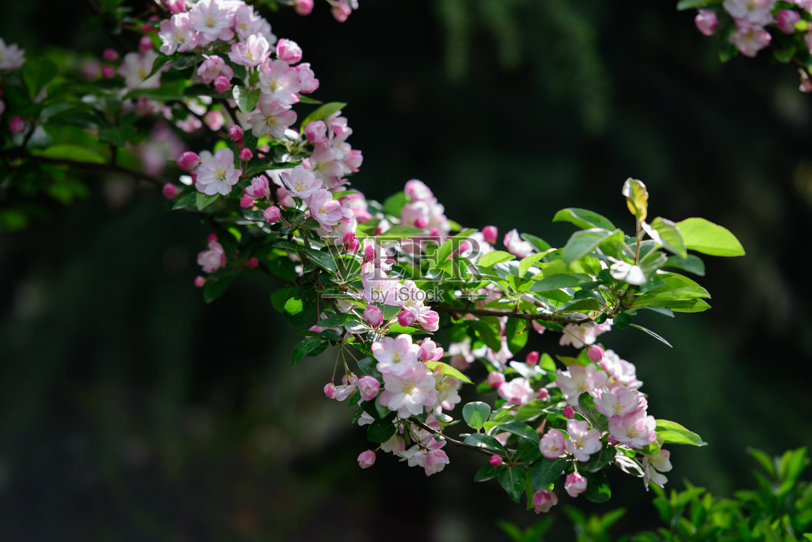 春天到了，公园里开满了盛开的海棠花照片摄影图片
