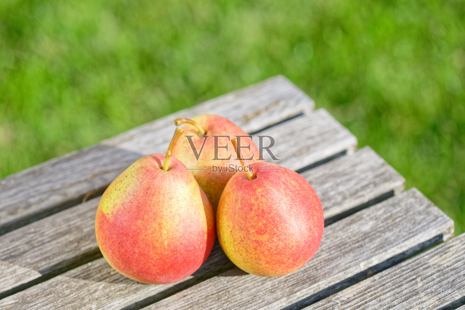 背景是绿色草坪，木桌上放着三个梨子照片摄影图片