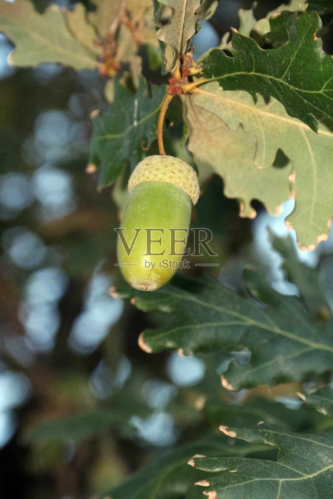 Kırşehir省墓地里的橡子树和它的果实照片摄影图片