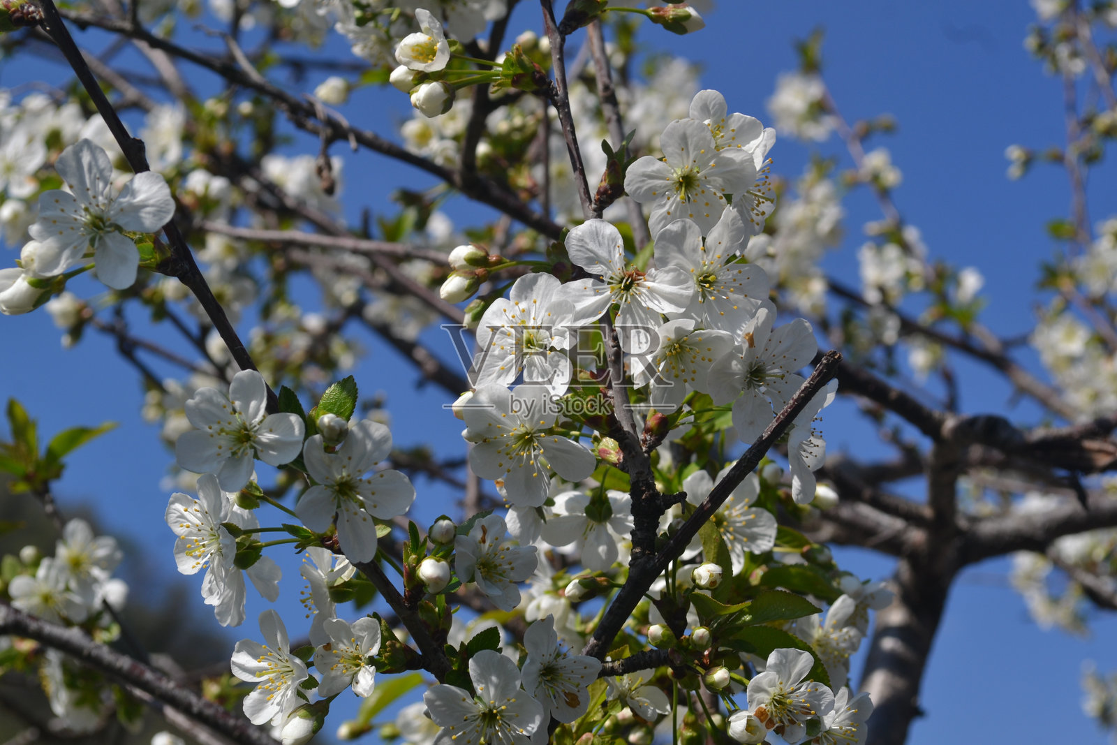 美丽的白花樱树在春天。照片摄影图片