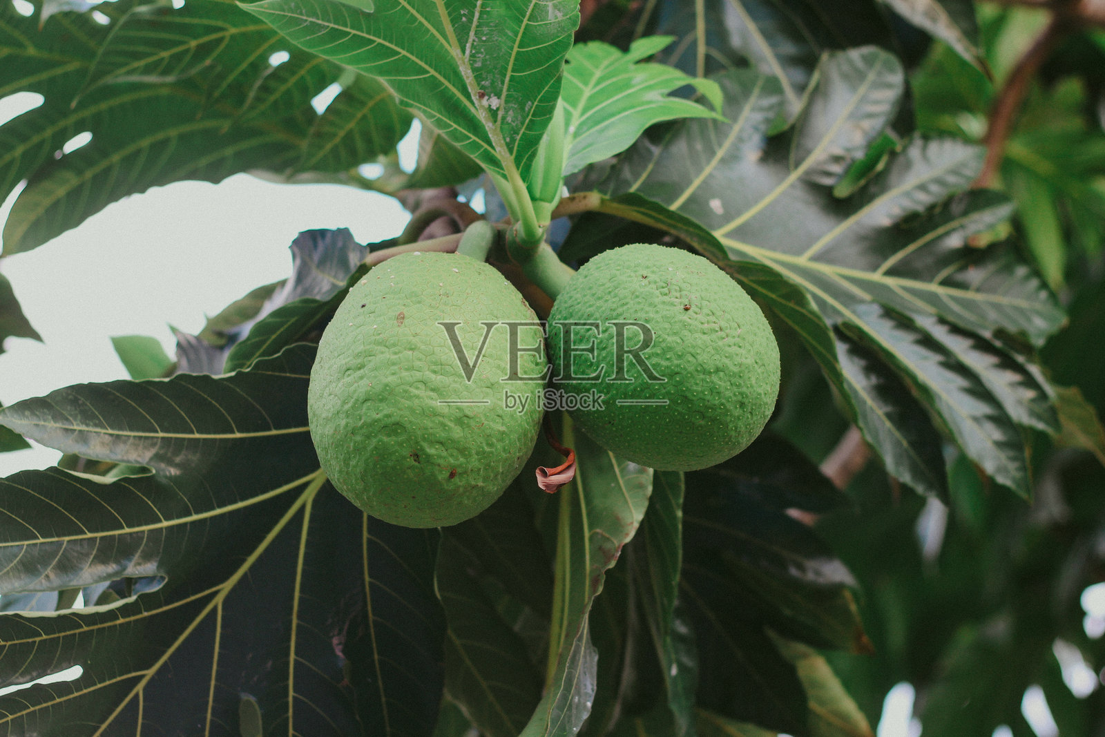 面包果(Artocarpus altilis)照片摄影图片