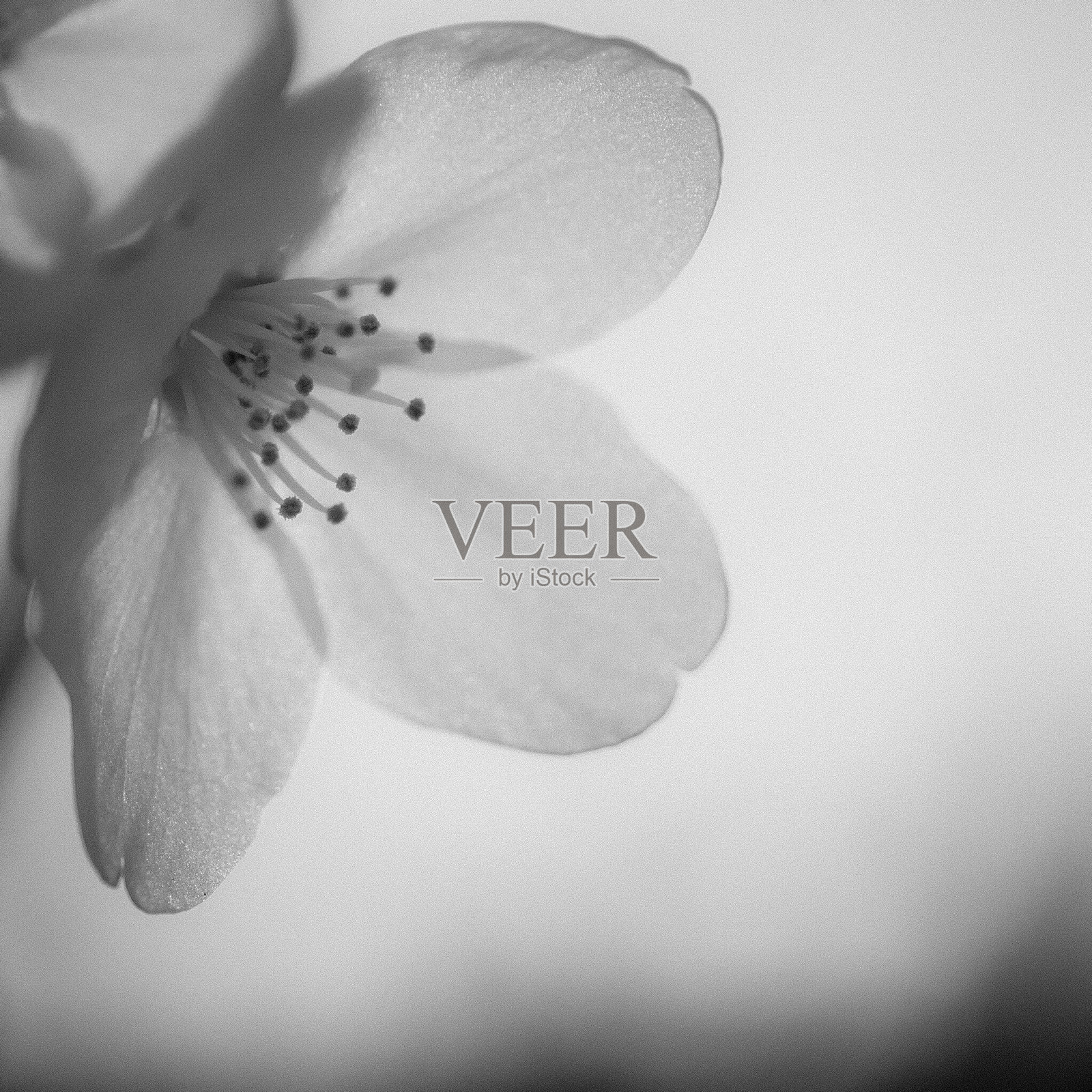 天空下樱花盛开的特写照片摄影图片