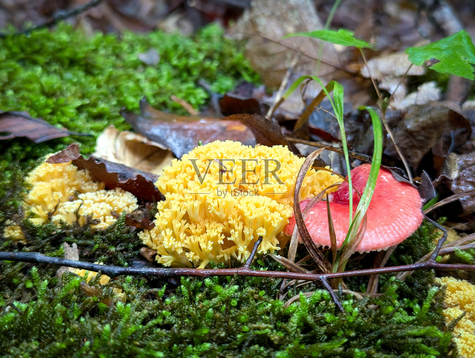 黄色和红色的蘑菇生长在森林地面上照片摄影图片