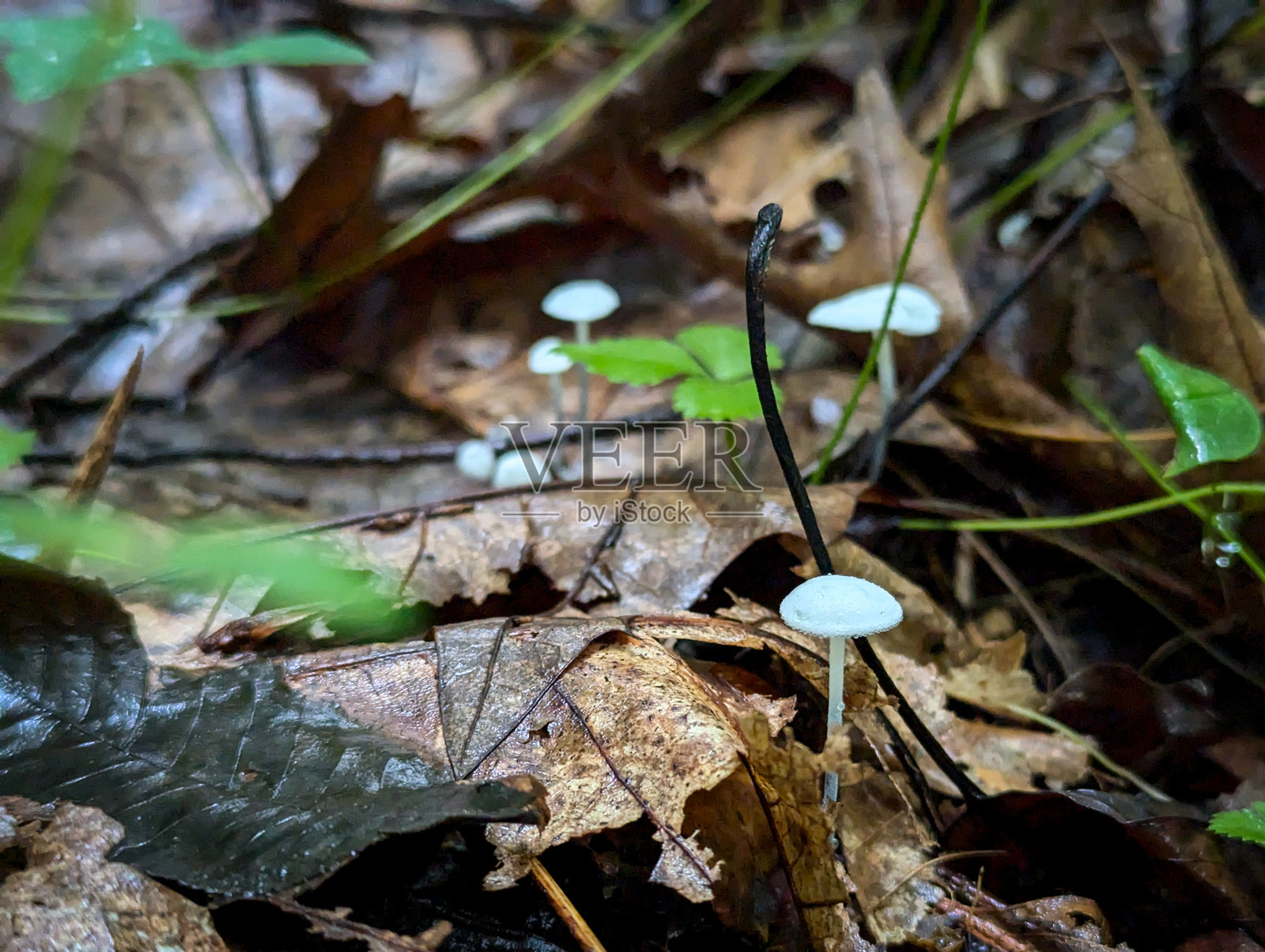 难以置信的小蘑菇生长在森林的地面上照片摄影图片