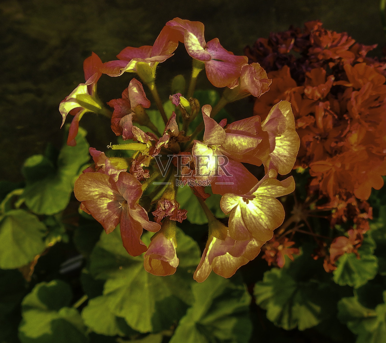 粉红色和白色照片摄影图片