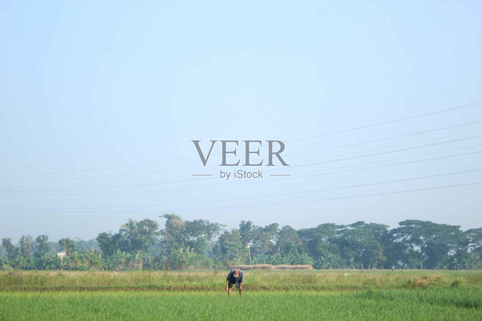 一位农民正在用传统的方法种植水稻照片摄影图片