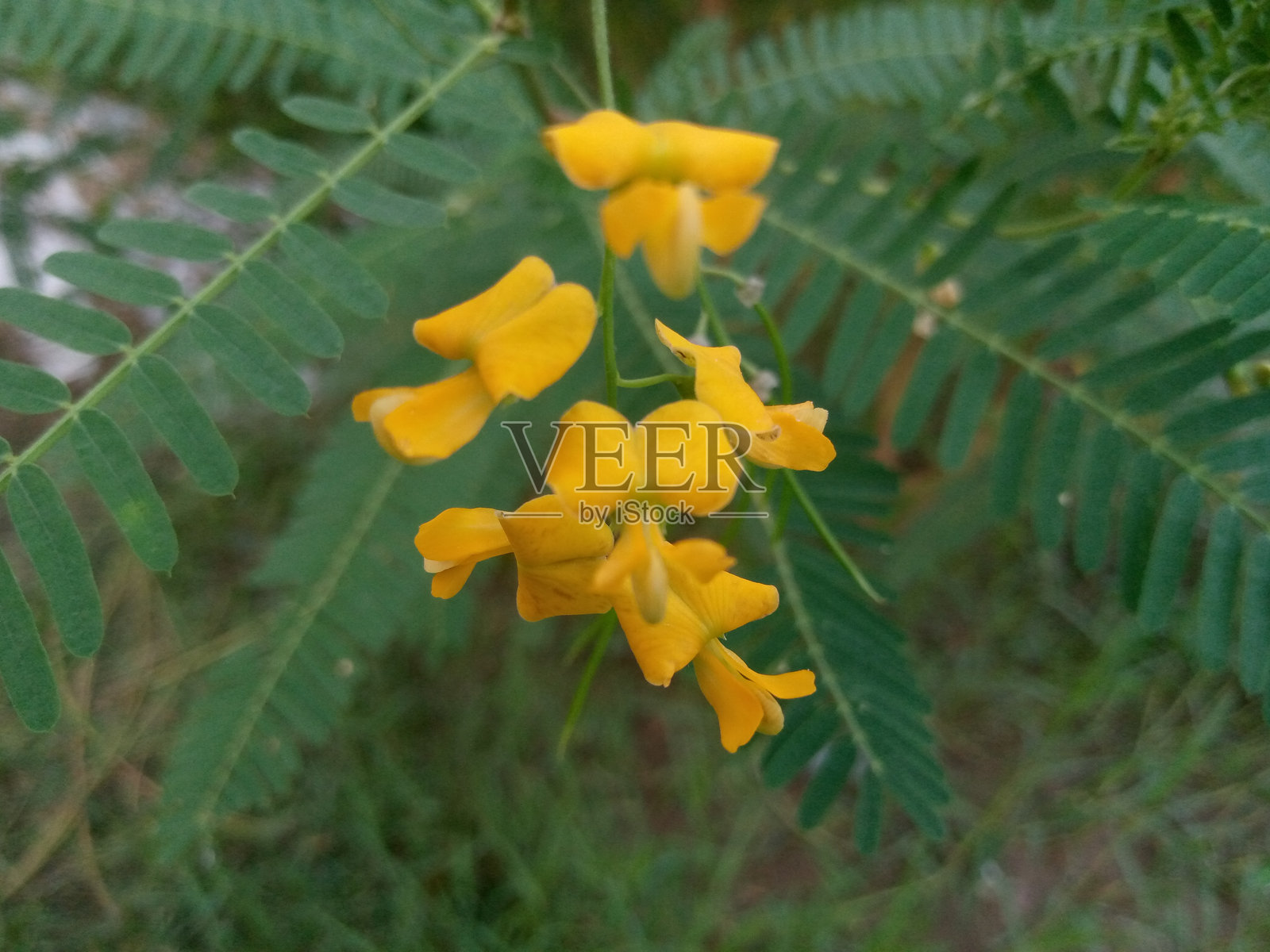 黄色的花照片摄影图片