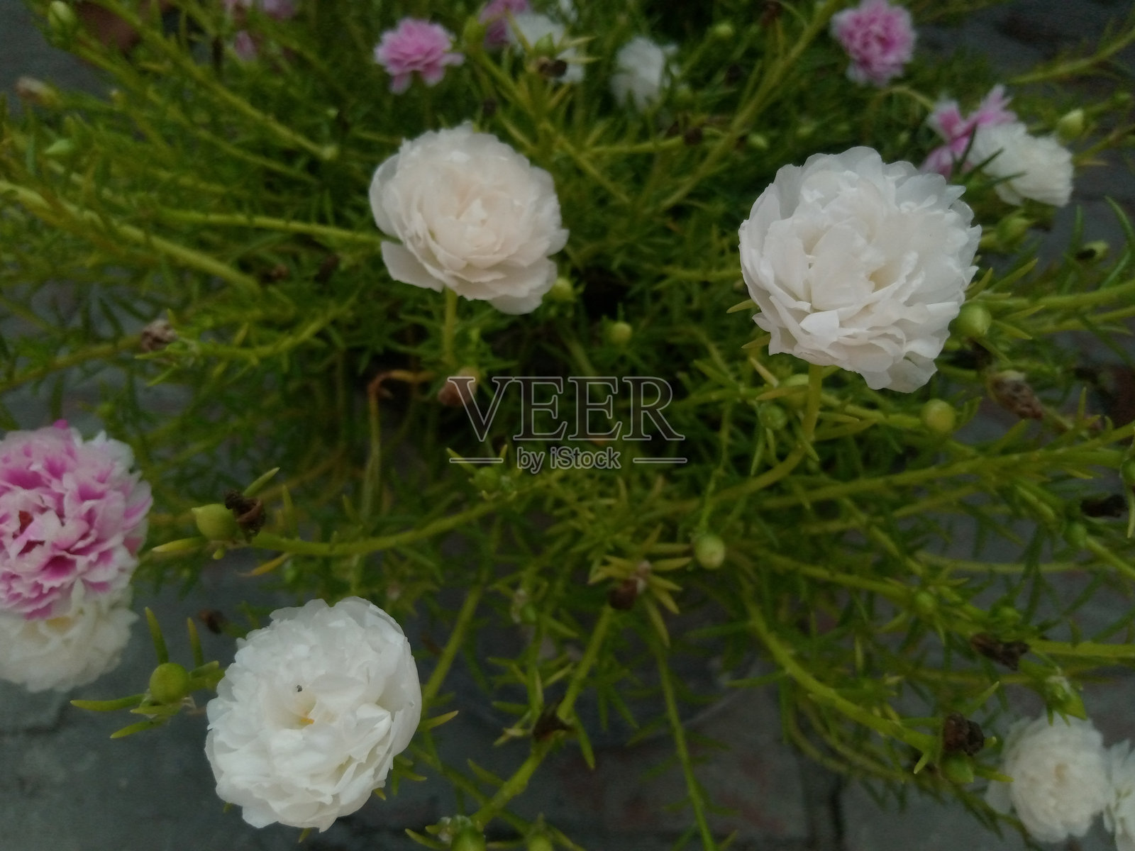 粉色和白色的花照片摄影图片