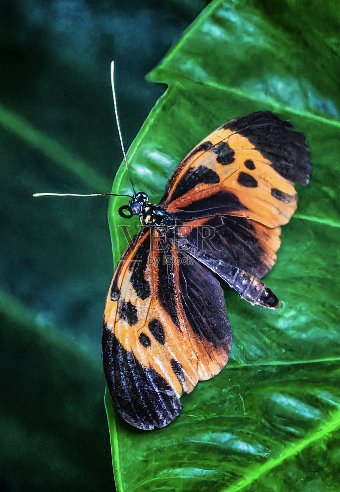 一只邮差蝴蝶在蝴蝶展区。照片摄影图片