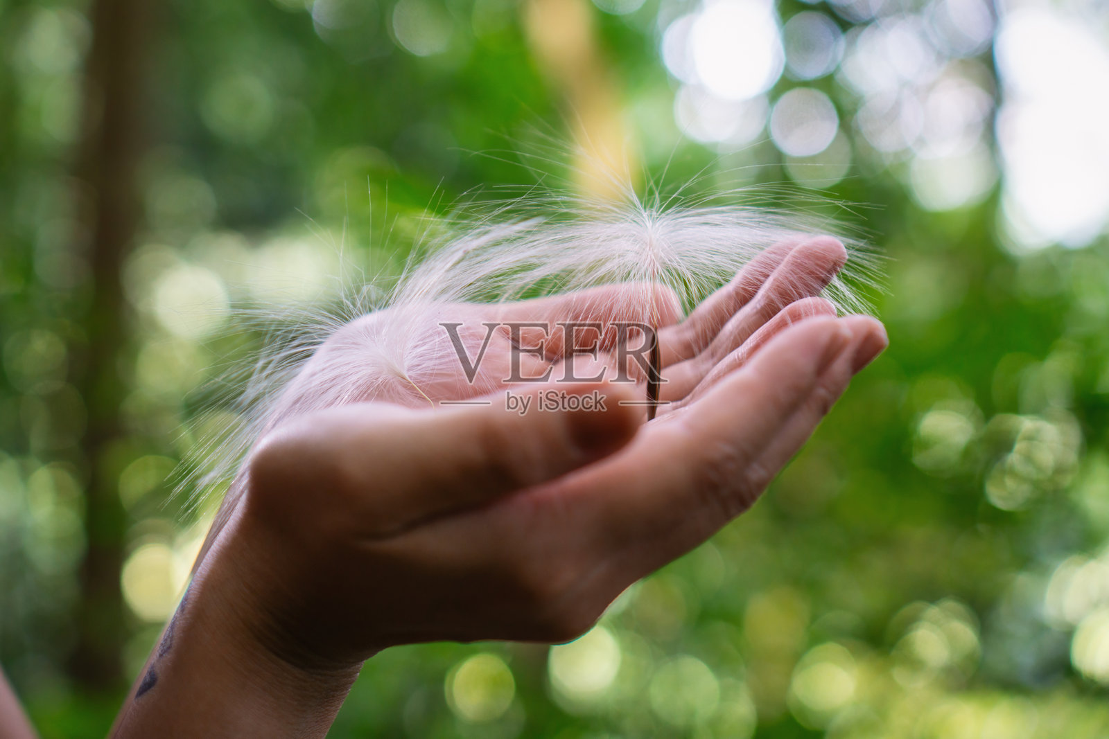 手握蒲公英种子照片摄影图片