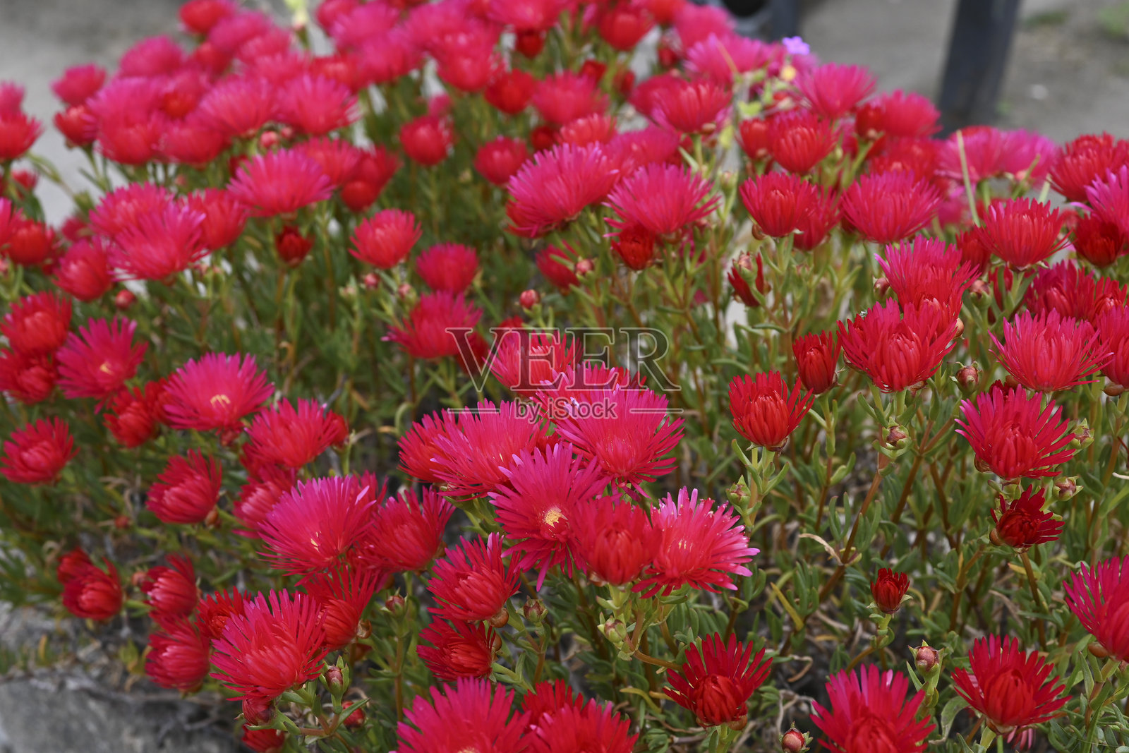 花园里的花照片摄影图片