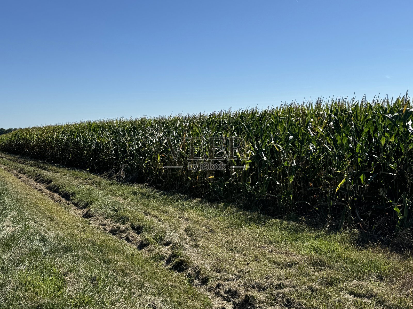 伊利诺斯州中部的玉米地照片摄影图片