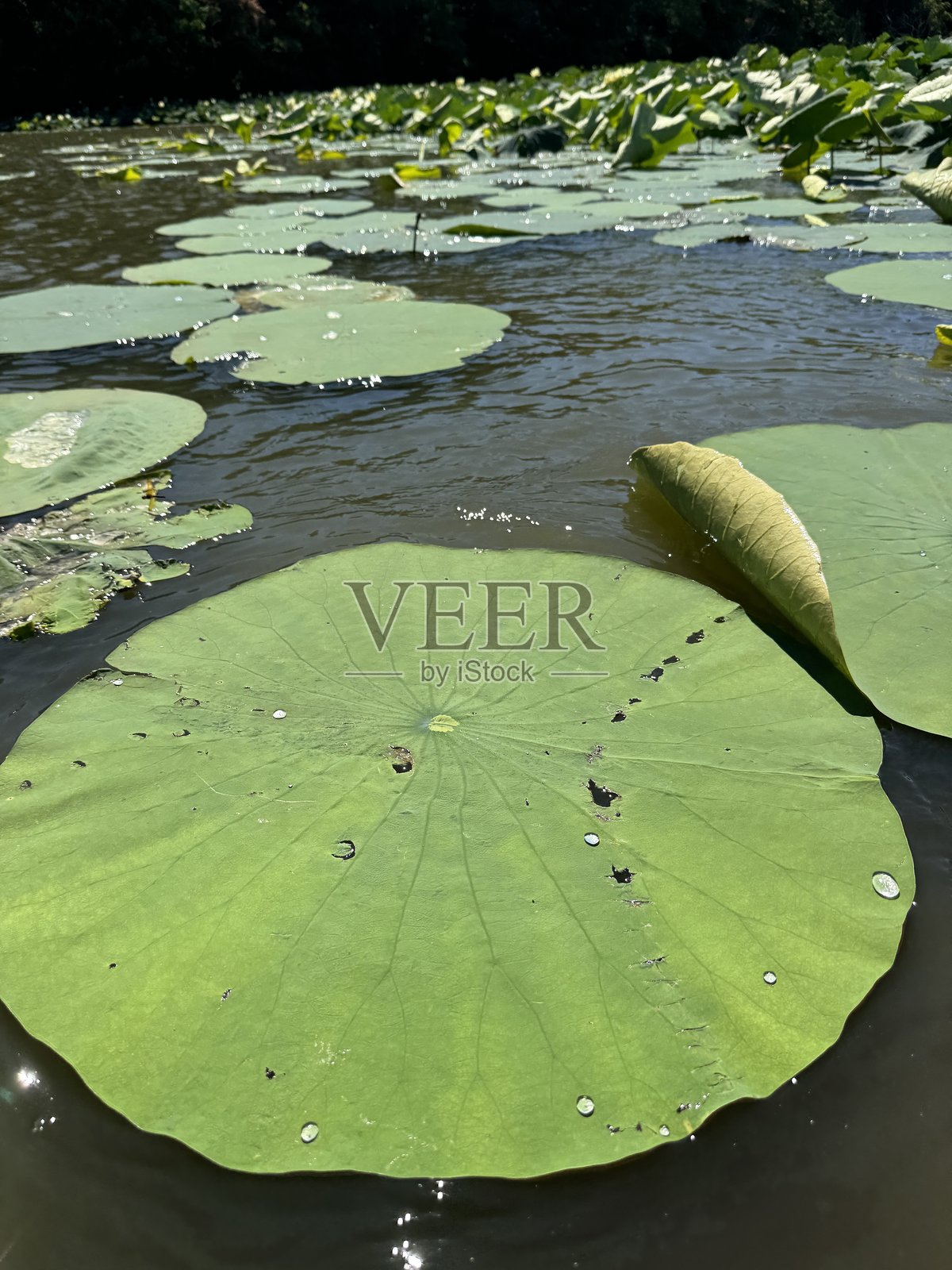 伊利诺斯湖中的睡莲和睡莲照片摄影图片