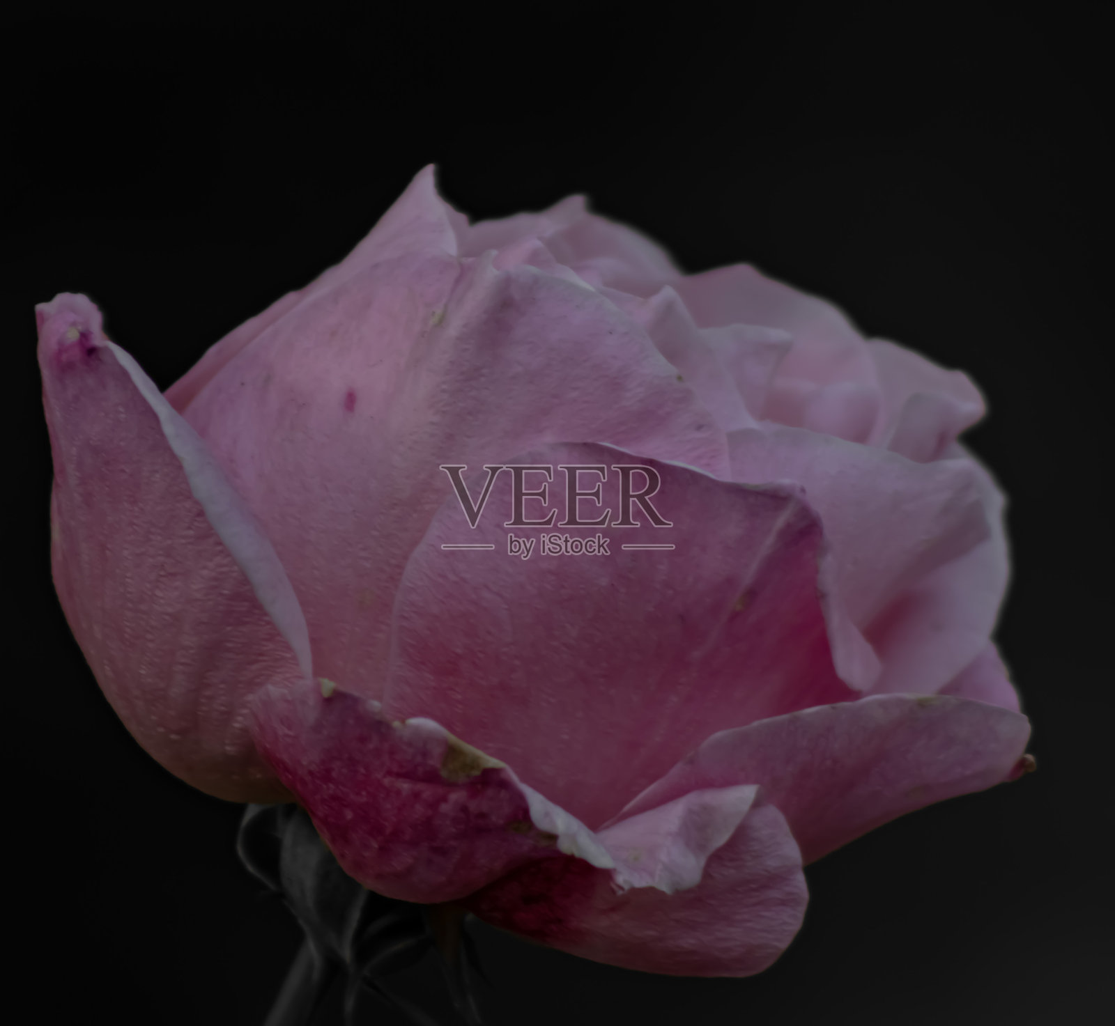 花园玫瑰照片摄影图片