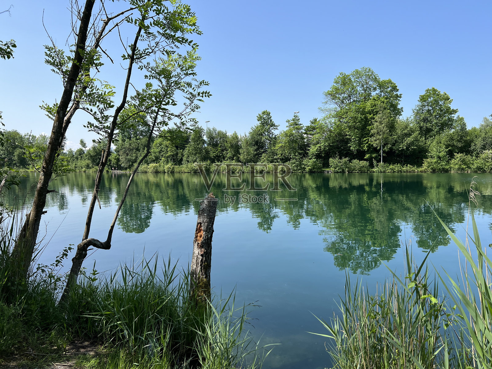 老莱茵自然公园的夏日氛围，勒斯滕瑙(奥地利)- vorfr<s:1> hlings在勒斯滕瑙的老莱茵自然公园- Österreich (Osterreich或Osterreich)照片摄影图片