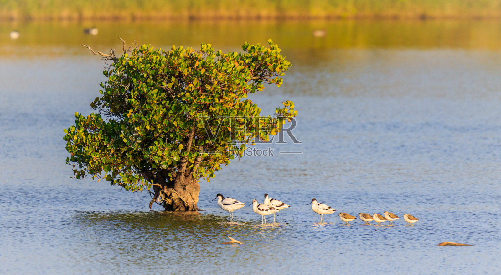 香港米埔自然保护区的红树下休息的花斑莺照片摄影图片