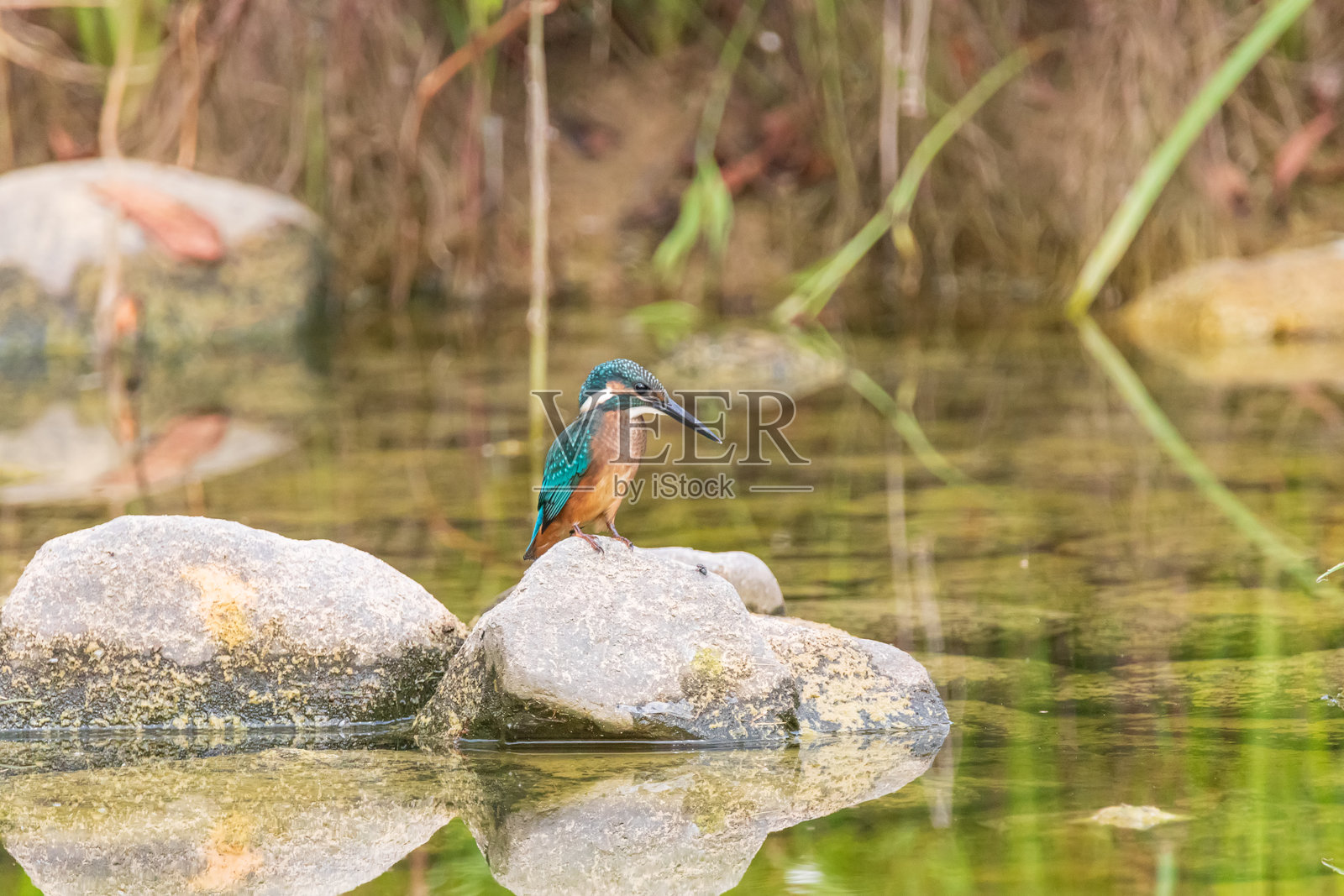 夏鸟栖息在韩国庆尚南道咸郡公园森林溪边的岩石上照片摄影图片