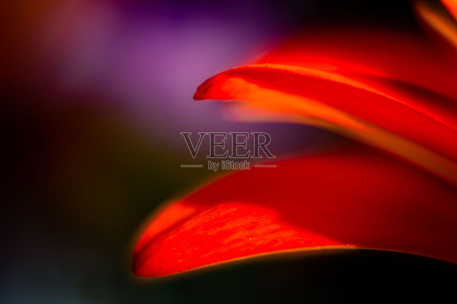 微距拍摄的非洲菊花的红色花瓣与褪色的橙色对模糊的背景照片摄影图片