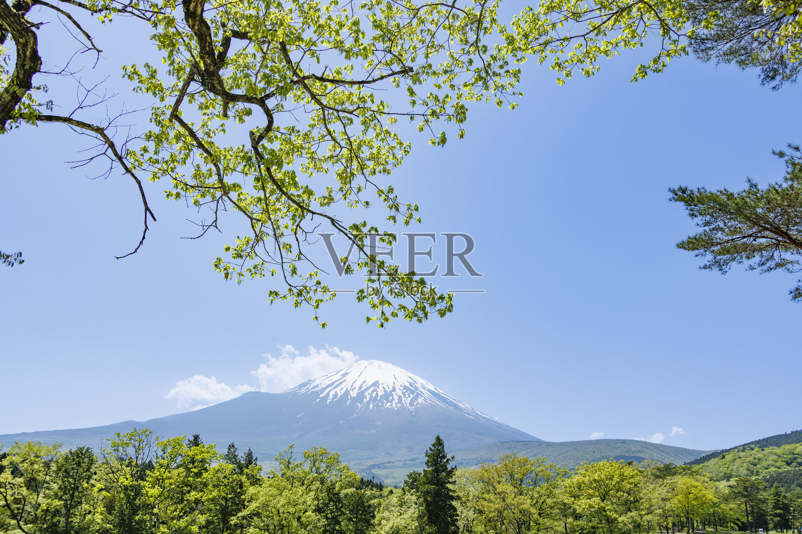 美丽的绿树和富士山照片摄影图片