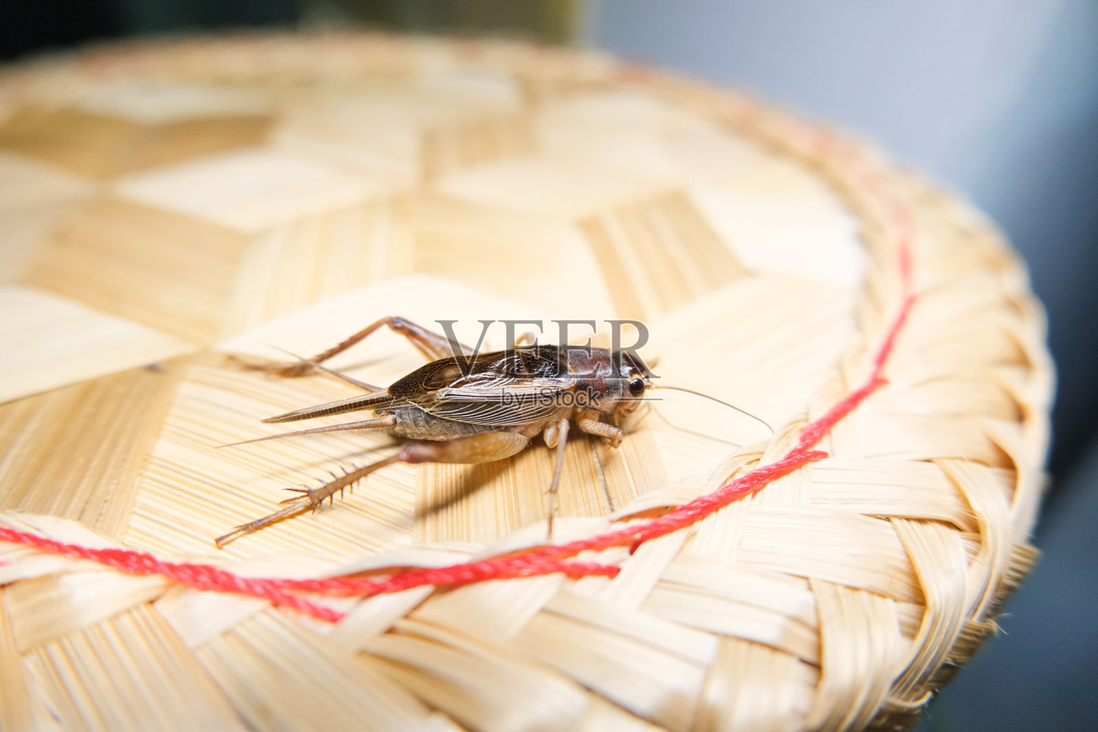蟋蟀侧面特写照片。照片摄影图片