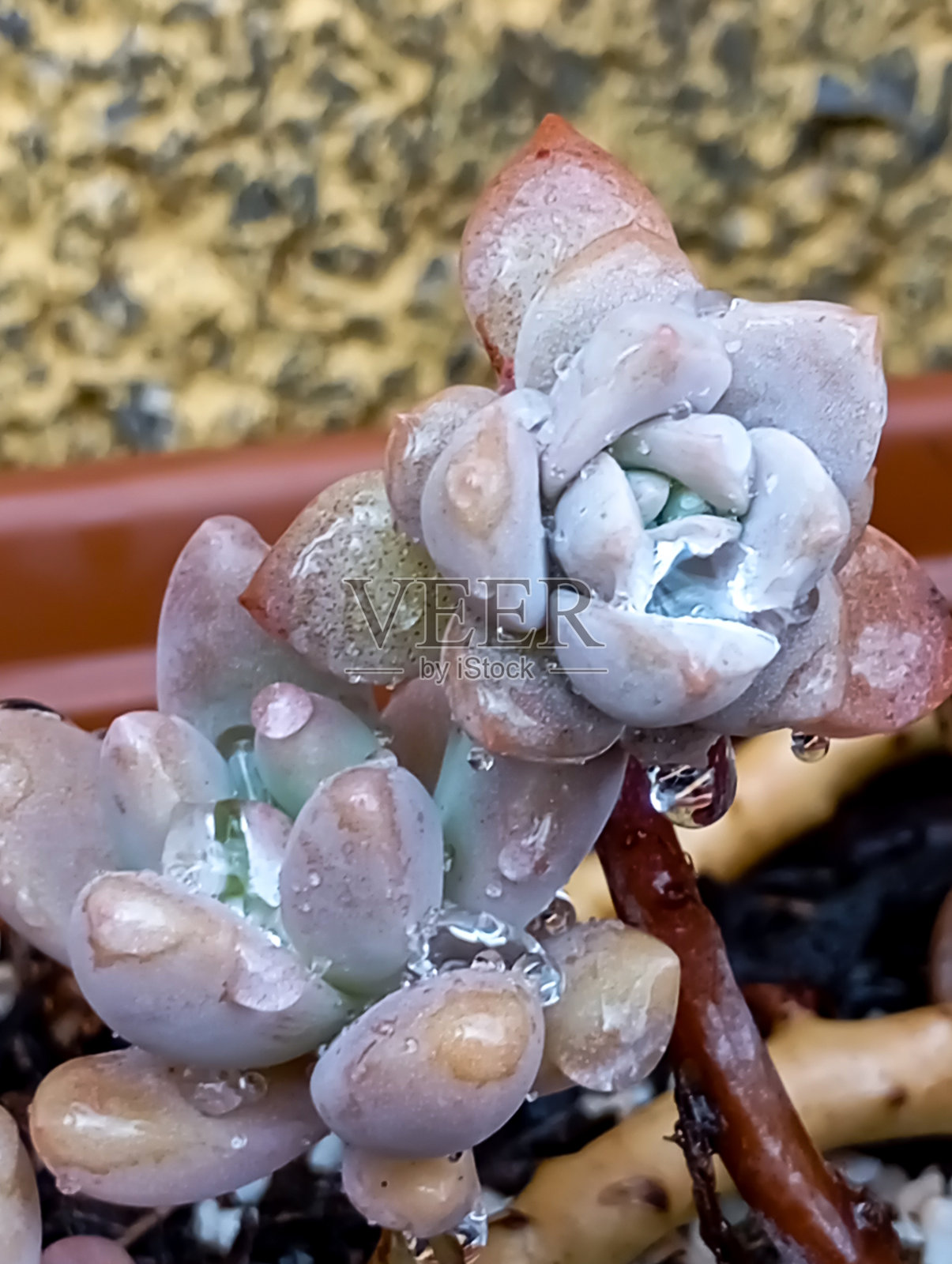 小的照片摄影图片