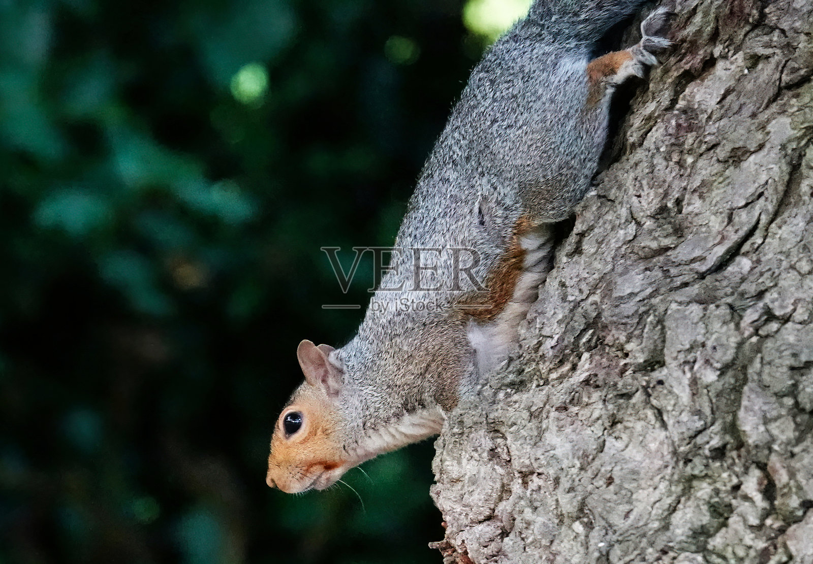 一只灰松鼠，卡罗来纳松鼠，正从树林的树干上爬下来。照片摄影图片