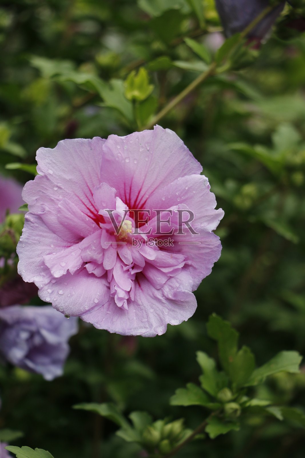 雨后盛开的粉红色芙蓉照片摄影图片