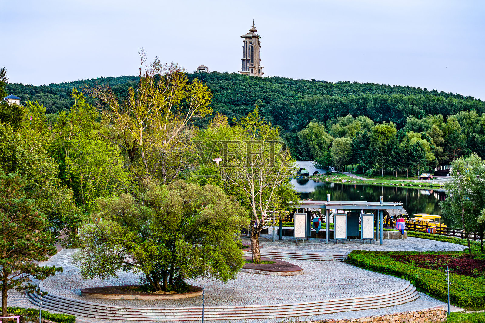 荷花在夏天盛开照片摄影图片