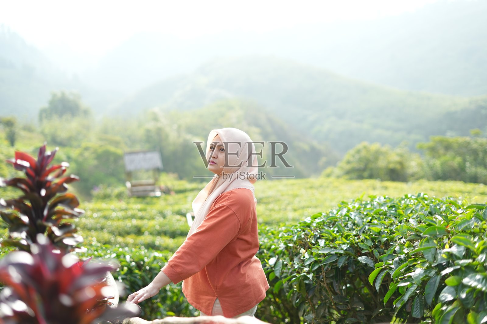 一位穆斯林妇女站在茶园里欣赏夜景照片摄影图片