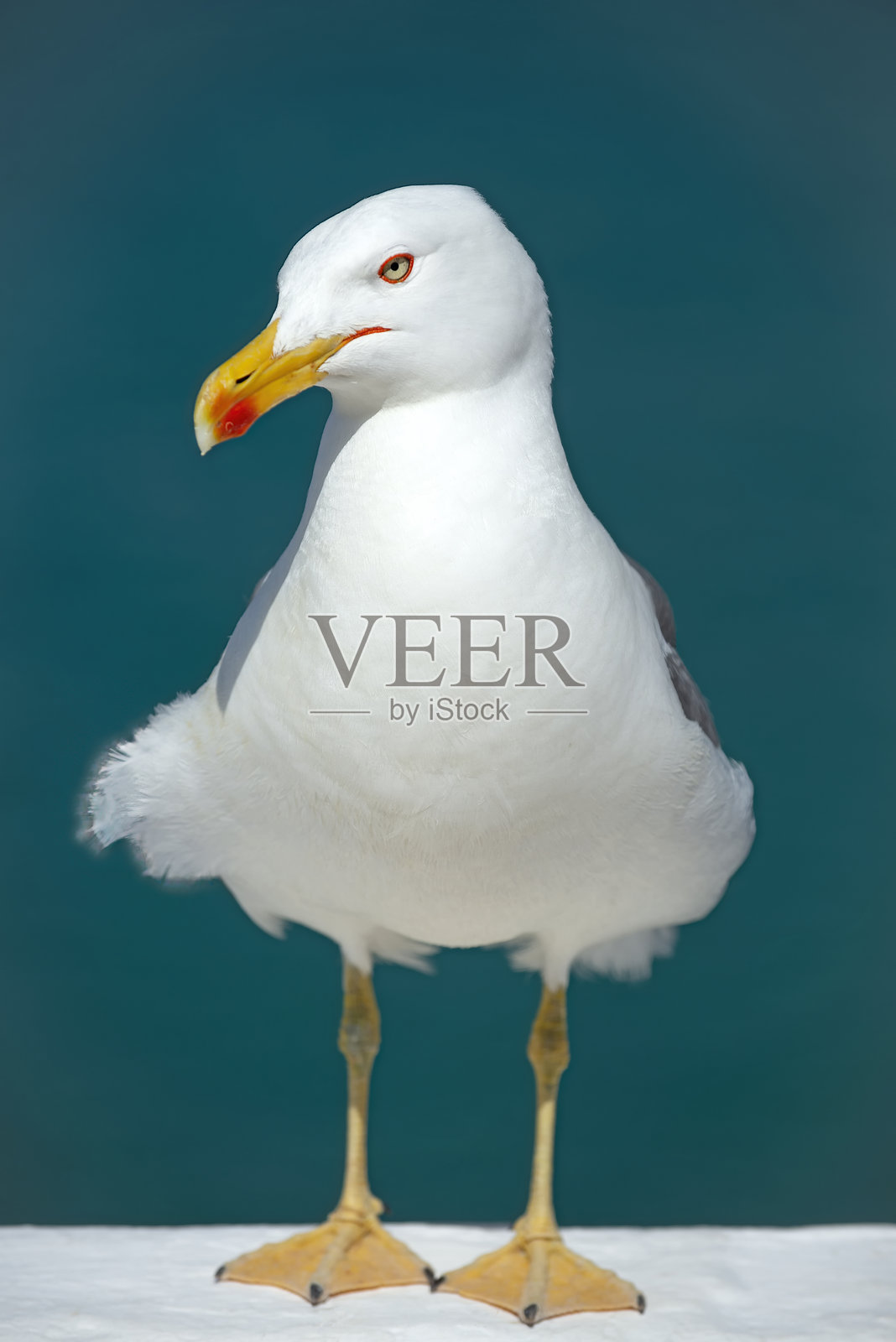 西班牙贝尼多姆的海鸥照片摄影图片