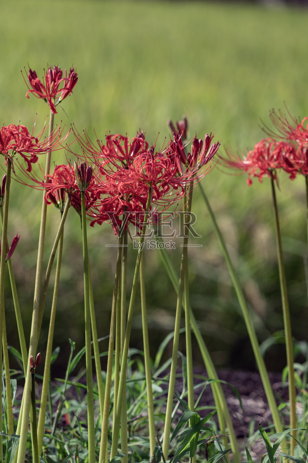 集群孤挺花照片摄影图片