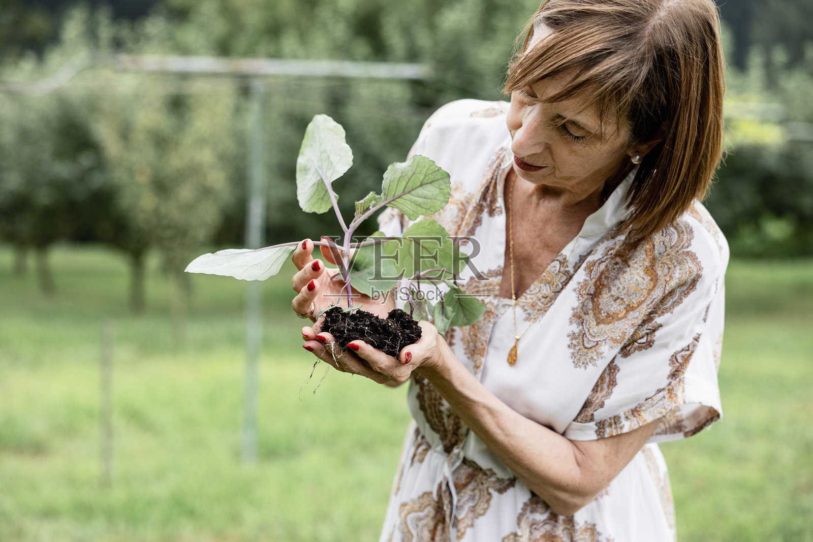 妇女在花园里检查白菜苗照片摄影图片