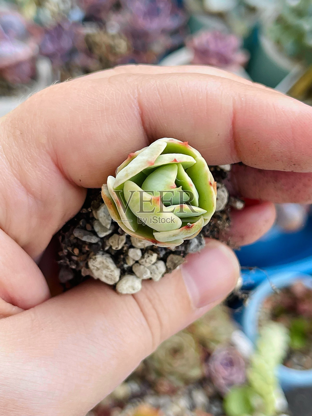 莲子桃骄傲在女性手中照片摄影图片