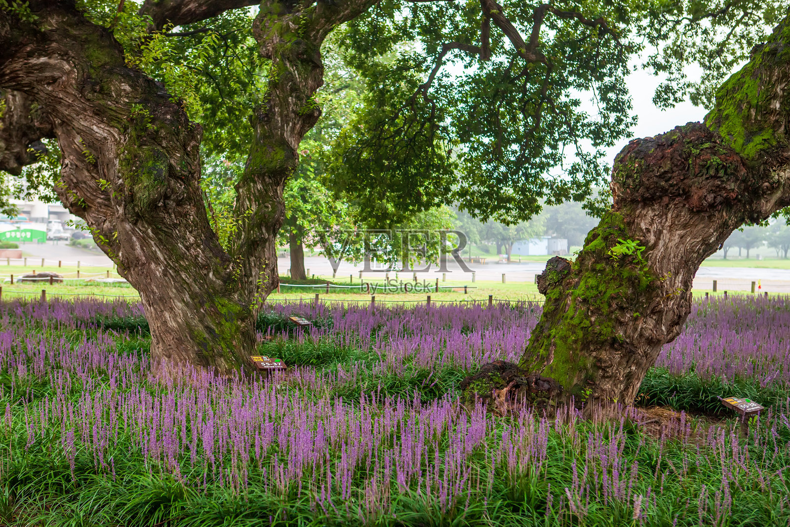 庆尚北道星州郡城堡外的森林公园里，盛开着紫色的阔叶草。照片摄影图片