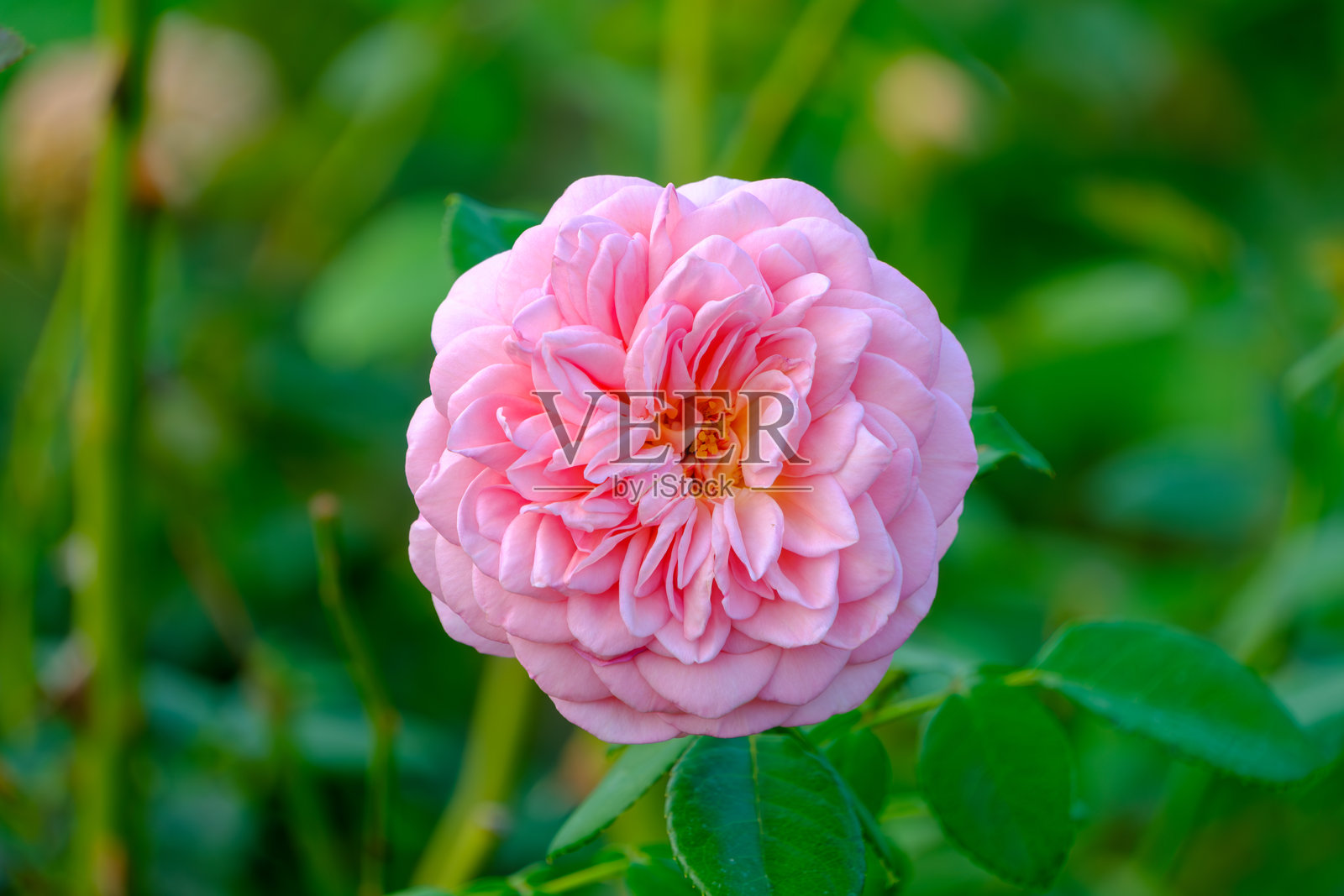 柔软的粉红色玫瑰在盛开照片摄影图片