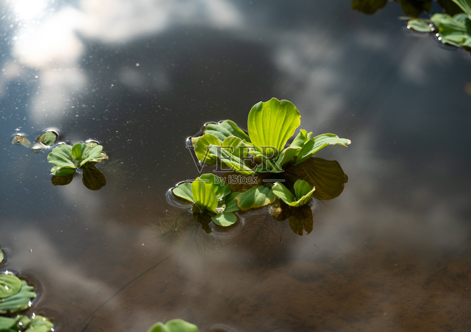 绿色浮萍在水面上的特写照片摄影图片