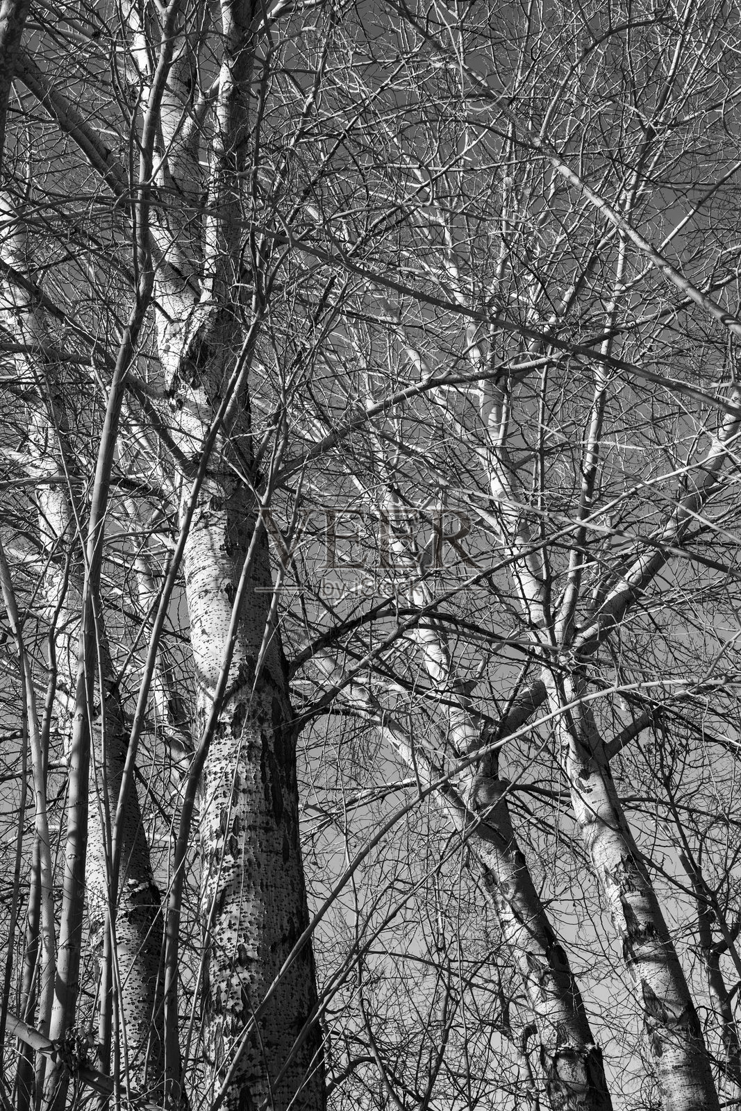 冬天光秃秃的树照片摄影图片